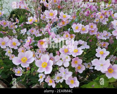 Herbstanemone Anemone tomentosa Stockfoto