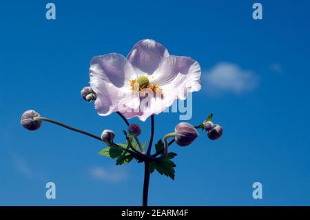 Herbstanemone, Anemone, japanische, tomentosa Stockfoto