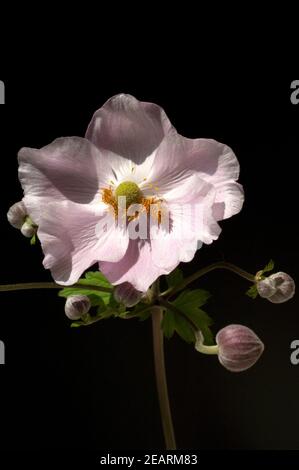 Herbstanemone Anemone, Festveranstaltung, Tomentosa, Stockfoto