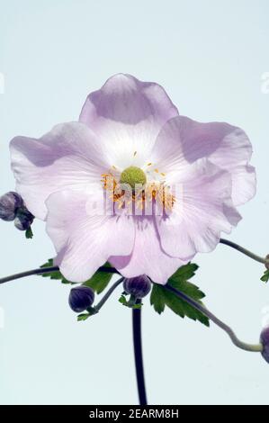 Herbstanemone Anemone, Festveranstaltung, Tomentosa, Stockfoto
