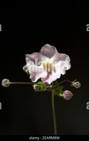 Herbstanemone Anemone, Festveranstaltung, Tomentosa, Stockfoto