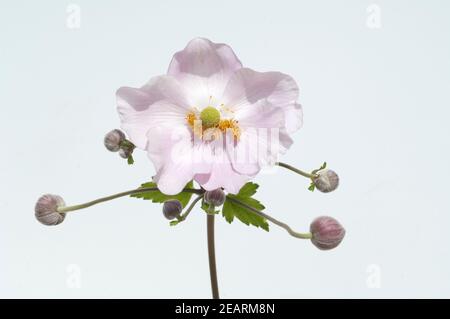 Herbstanemone Anemone, Festveranstaltung, Tomentosa, Stockfoto
