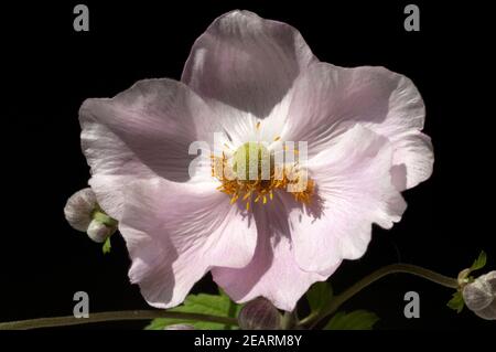 Herbstanemone Anemone, Festveranstaltung, Tomentosa, Stockfoto
