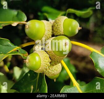 Traubeneiche, Quercus, Petraea Stockfoto