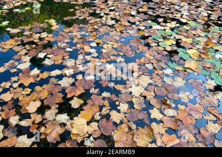 Herbstblaetter Stockfoto