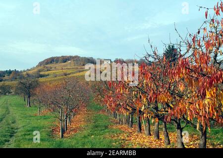 Herbstimpression, Kirschbaum, ueberzeugt, Herbst Stockfoto