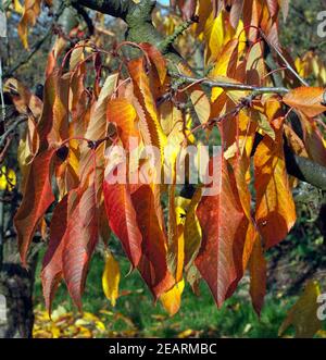 Herbstimpression, Kirschbaum, ueberzeugt, Herbst Stockfoto