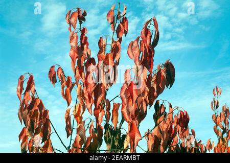 Herbstimpression, Kirschbaum, ueberzeugt, Herbst Stockfoto