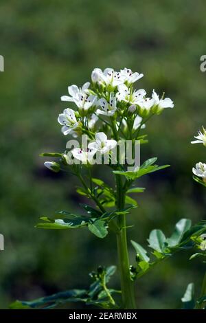 Brunnenkresse; Kapuzinerkresse; Officinale; Stockfoto