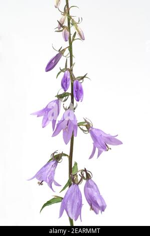 Rapunzel-Glockenblume, Campanula, rapunculus Stockfoto