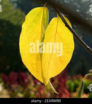 Herbstblaetter im Gegenlicht Stockfoto