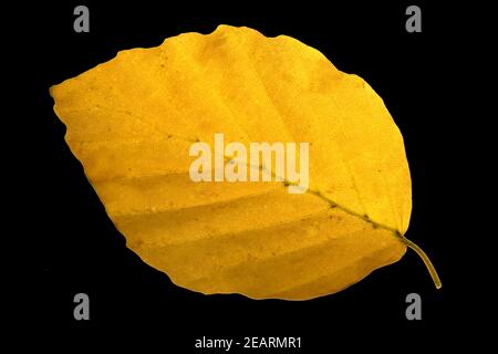 Buchenblatt, Faerbung, Fagus, sylvatica, Herbstfaerbung Stockfoto