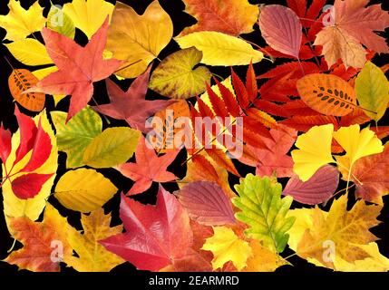 Herbstblaetter; Bunt, Leuchtend, Stockfoto