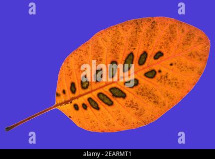 Perueckenstrauch, Cotinus, coggygria, Herbstfaerbung Stockfoto