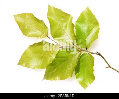 Buchenblatt, Fagus sylvatica, Rotbuche, Stockfoto