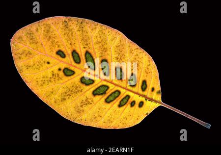 Perueckenstrauch, Cotinus, coggygria, Herbstfaerbung Stockfoto