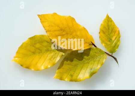 Buchenblaetter, Herbst Stockfoto