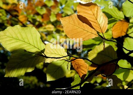 Buchenblaetter im Gegenlicht Stockfoto