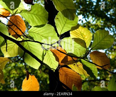 Buchenblaetter im Gegenlicht Stockfoto