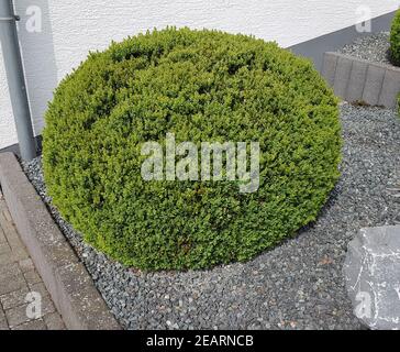 Buchsbaum, Buxus, sempervirens Stockfoto