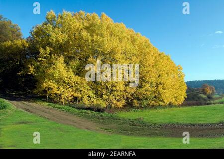 Herbststimmung, Taunus Stockfoto