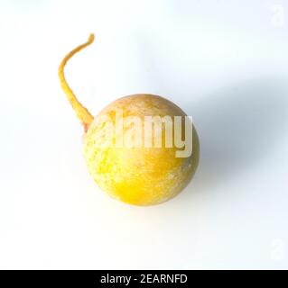 Ginkgo-Samen, Reife, Samen Stockfoto