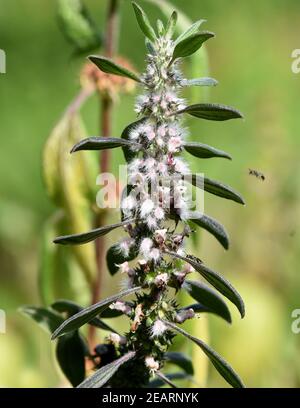 , Echtes herzgespann Leonurus cardiaca,, Stockfoto