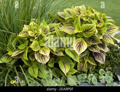 Buntnessel, Solenostemon Stockfoto