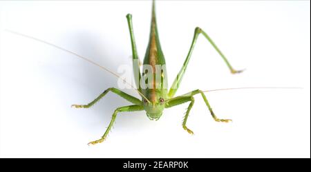 Großes Heupferd Tettigonia, Viridissima Stockfoto