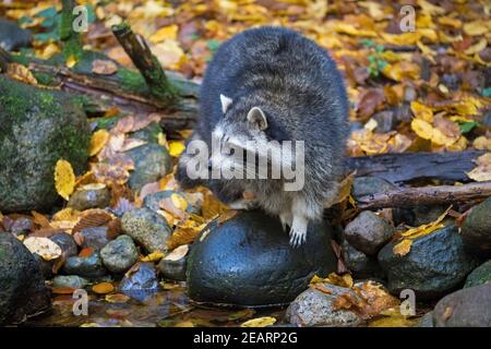 Waschbär (Procyon lotor), invasive Arten aus Nordamerika, die entlang Bach / Bach zu Nahrungssuche Stockfoto