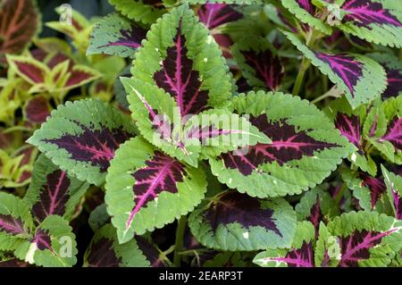 Buntnessel Solenostemon scutellarioides Stockfoto