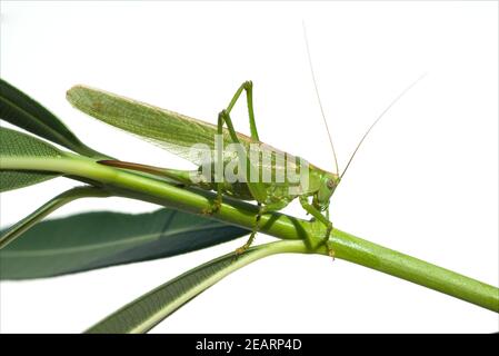 Großes Heupferd Tettigonia, Viridissima Stockfoto