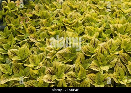 Buntnessel, Solenostemon Stockfoto