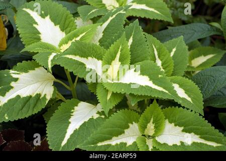 Buntnessel Solenostemon scutellarioides Stockfoto