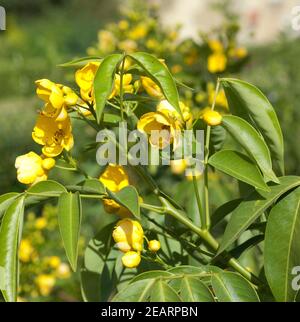 Cassia bicapsularis, Heilpflanze Stockfoto