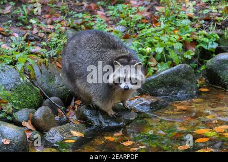 Waschbär (Procyon lotor), invasive Arten aus Nordamerika, die entlang Bach / Bach zu Nahrungssuche Stockfoto