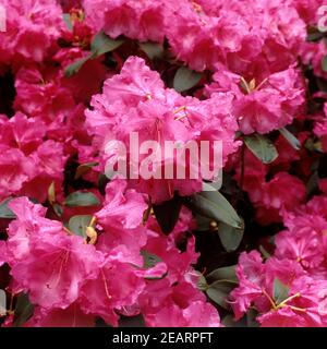 Rhododendronbluete Stockfoto