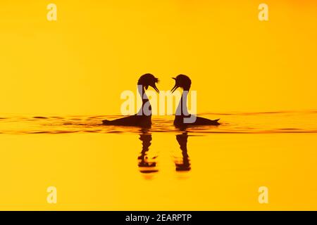 Haubentaucher (Podiceps cristatus) Paarung im Brutgefieder, die während des Paarungsrituals im See angezeigt wird / Teich Silhouetten gegen Sonnenaufgang im Frühjahr Stockfoto