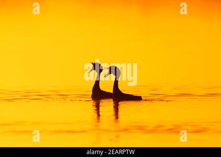 Haubentaucher (Podiceps cristatus) Paarung im Brutgefieder, die während des Paarungsrituals im See angezeigt wird / Teich Silhouetten gegen Sonnenaufgang im Frühjahr Stockfoto