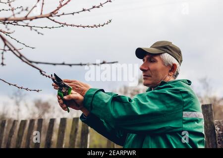 Man Arbeitnehmer beschneiden Baum mit Scherer. Männliche Landwirt tragen einheitliche schneidet Äste im Frühling Garten mit Baum-, Reb-, Gartenscheren oder gartenschere Stockfoto