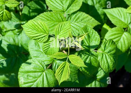 Himbeerblaetter Rubus idaeus Stockfoto