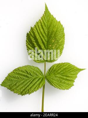 Himbeerblaetter Rubus idaeus Stockfoto