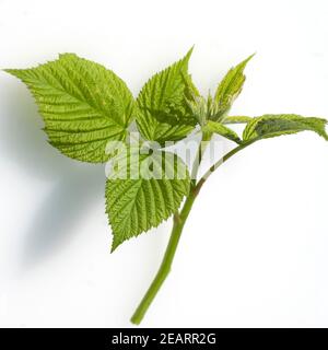 Himbeerblaetter Rubus idaeus Stockfoto