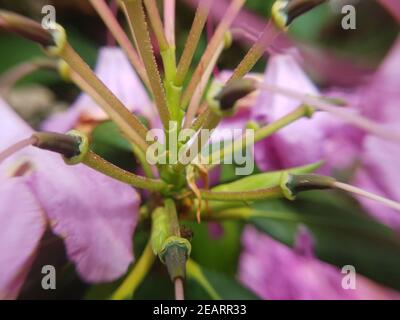 Rhododendronbluete Stockfoto