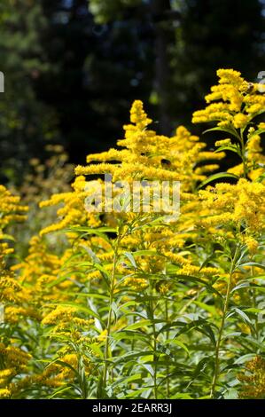 Riesengoldrute, Solidago gigantea Stockfoto