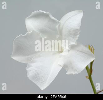 Chilenischer Jasmin, Mandevilla laxa Stockfoto