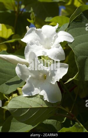 Chilenischer Jasmin, Mandevilla laxa Stockfoto