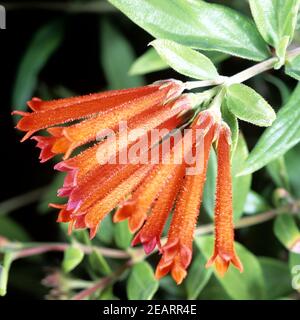 Chilenischer Jasmin, Mandevilla Stockfoto