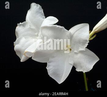 Chilenischer Jasmin, Mandevilla laxa Stockfoto