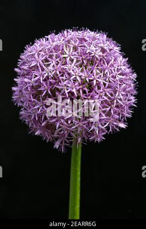 Zierlauch, Riesenlauch, Globe Master, Allium giganteum Stockfoto